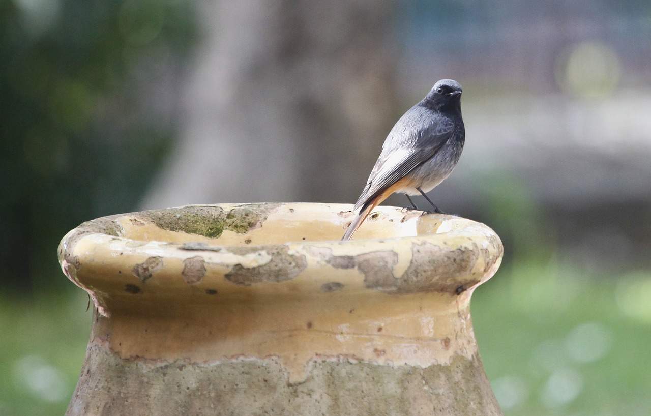 little bird  nature  bird free photo