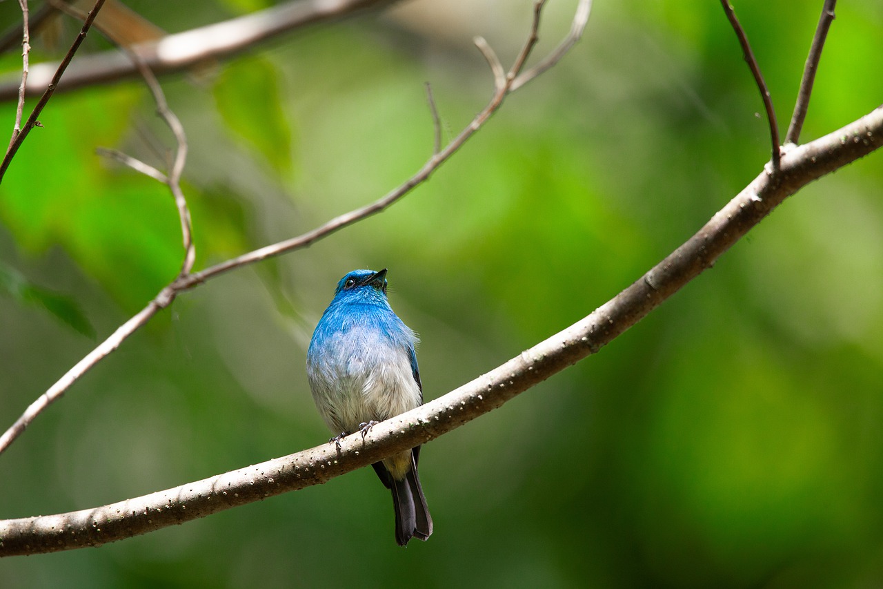 little bird  tropical  blue bird free photo