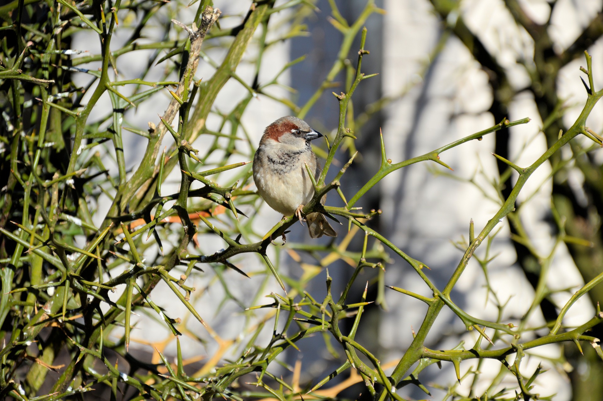 bird tree animal free photo