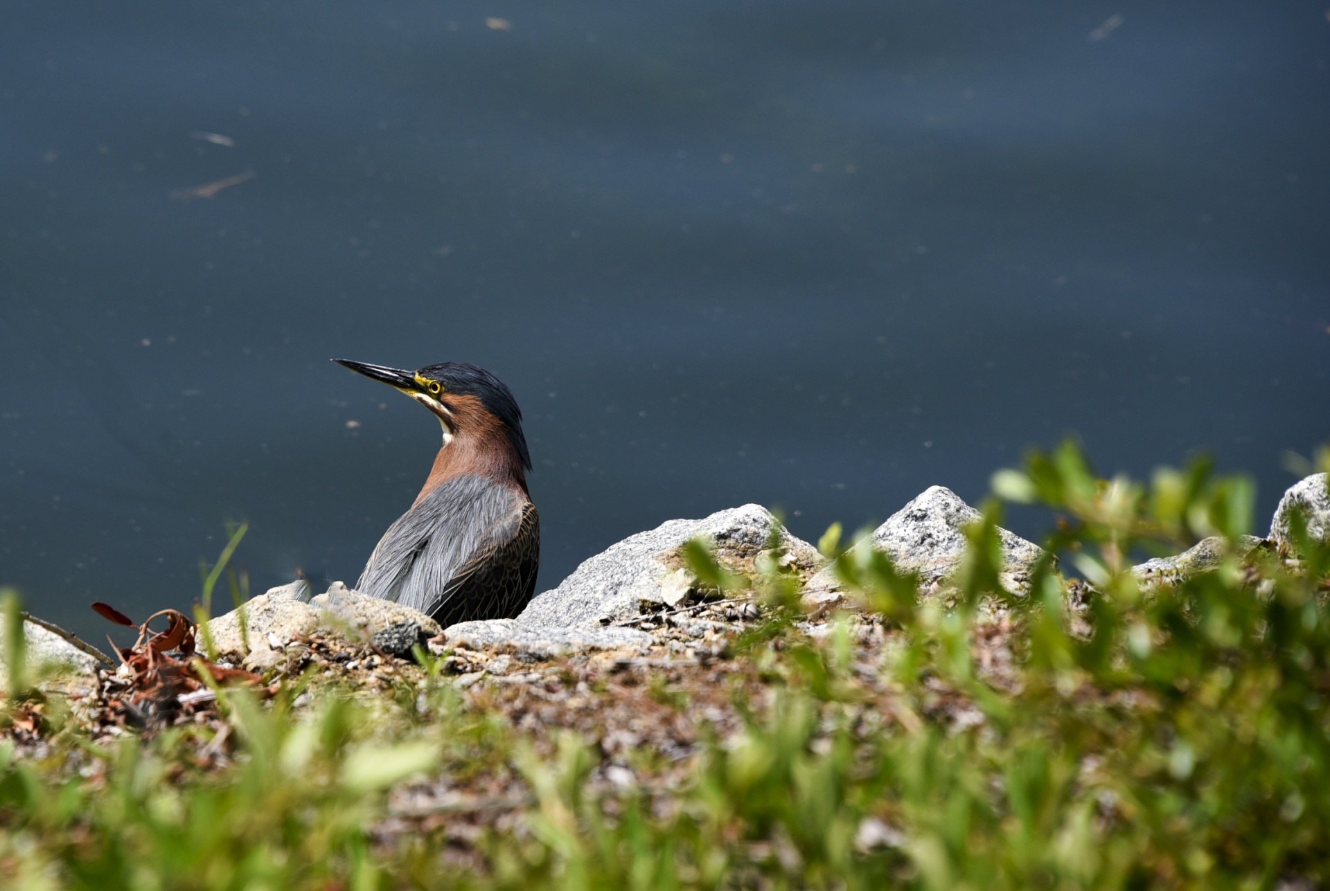 bird bittern little free photo