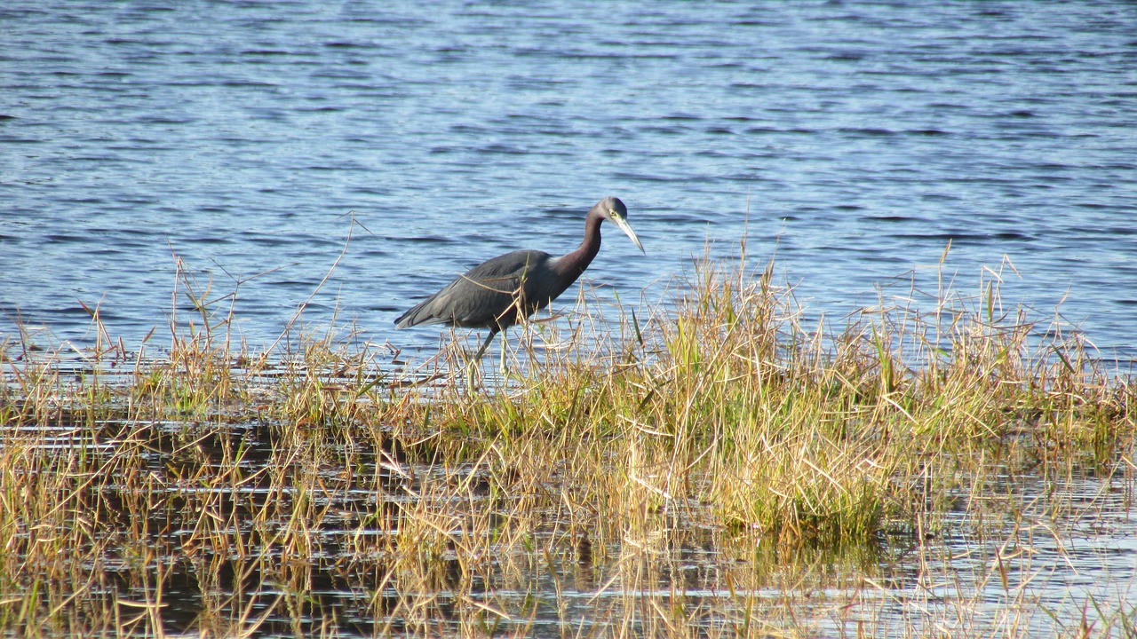 little blue heron  coastal birds  florida birds free photo