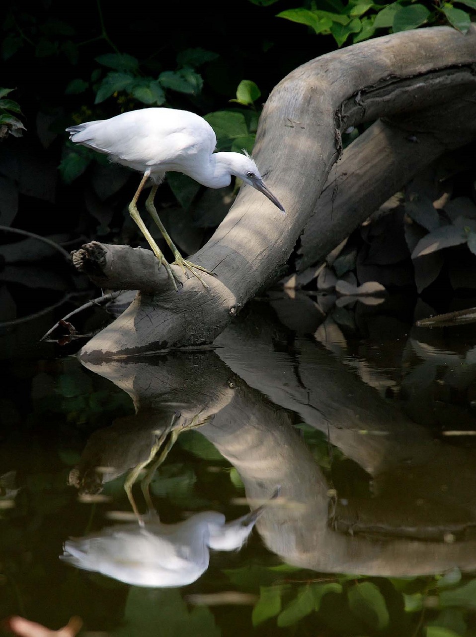 little blue heron juvenile wildlife free photo