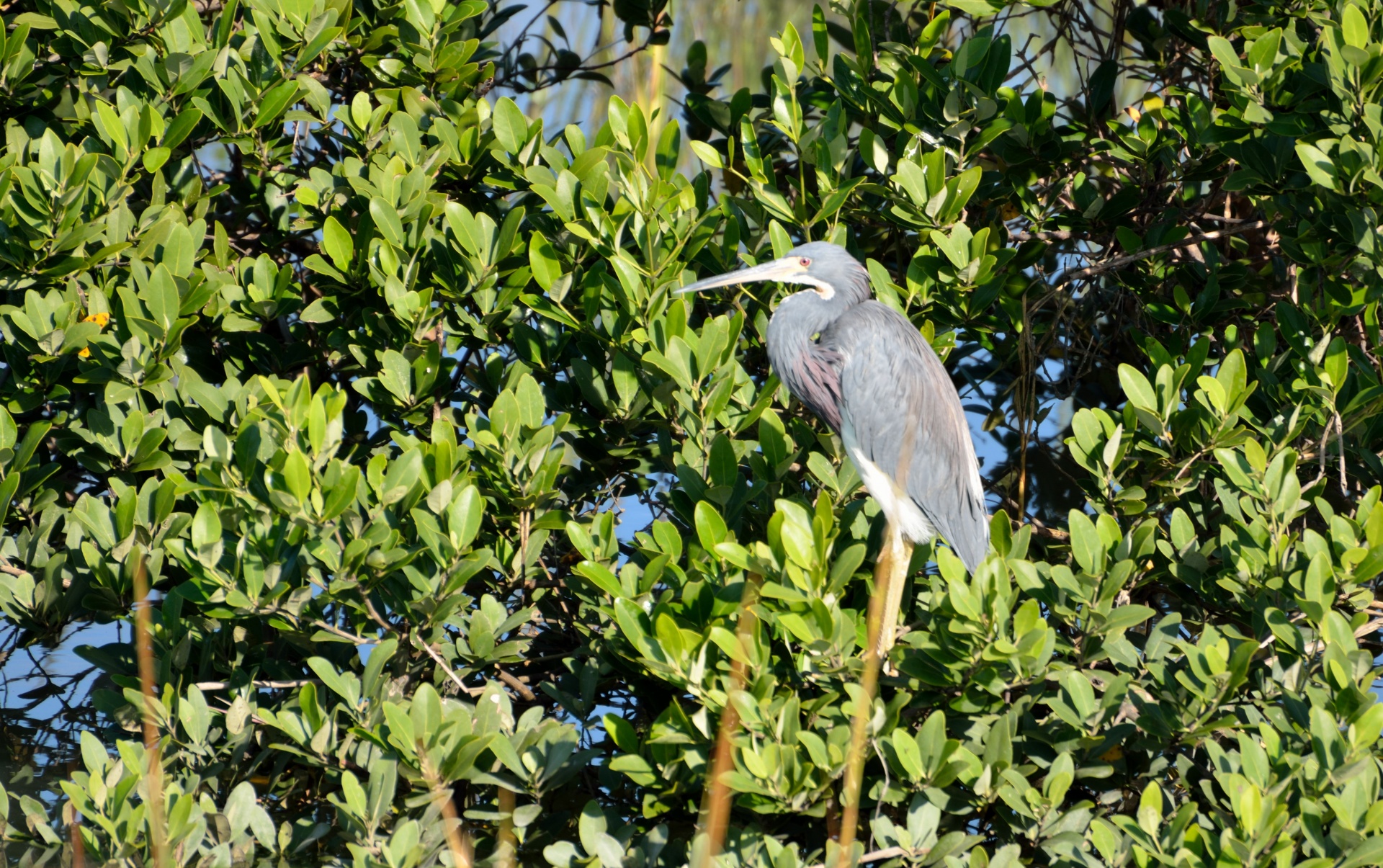 little blue heron bird free photo