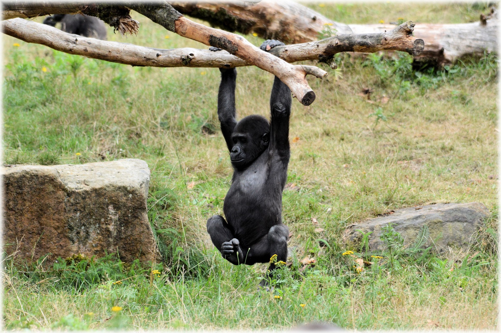 gorilla monkey zoo free photo