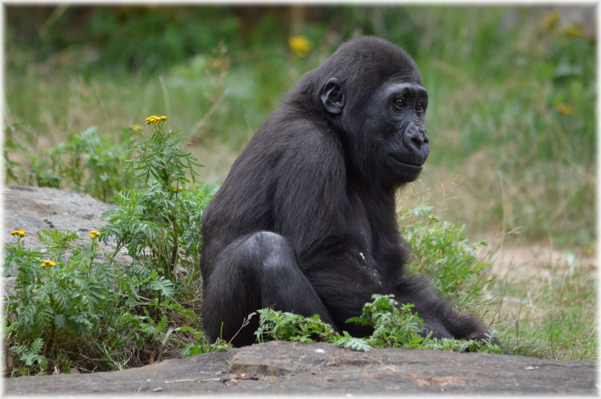 gorilla monkey zoo free photo