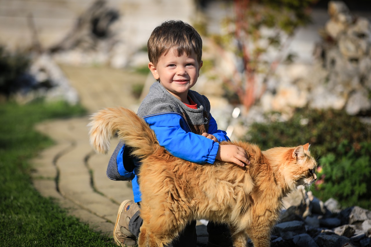 little boy  child  portrait free photo