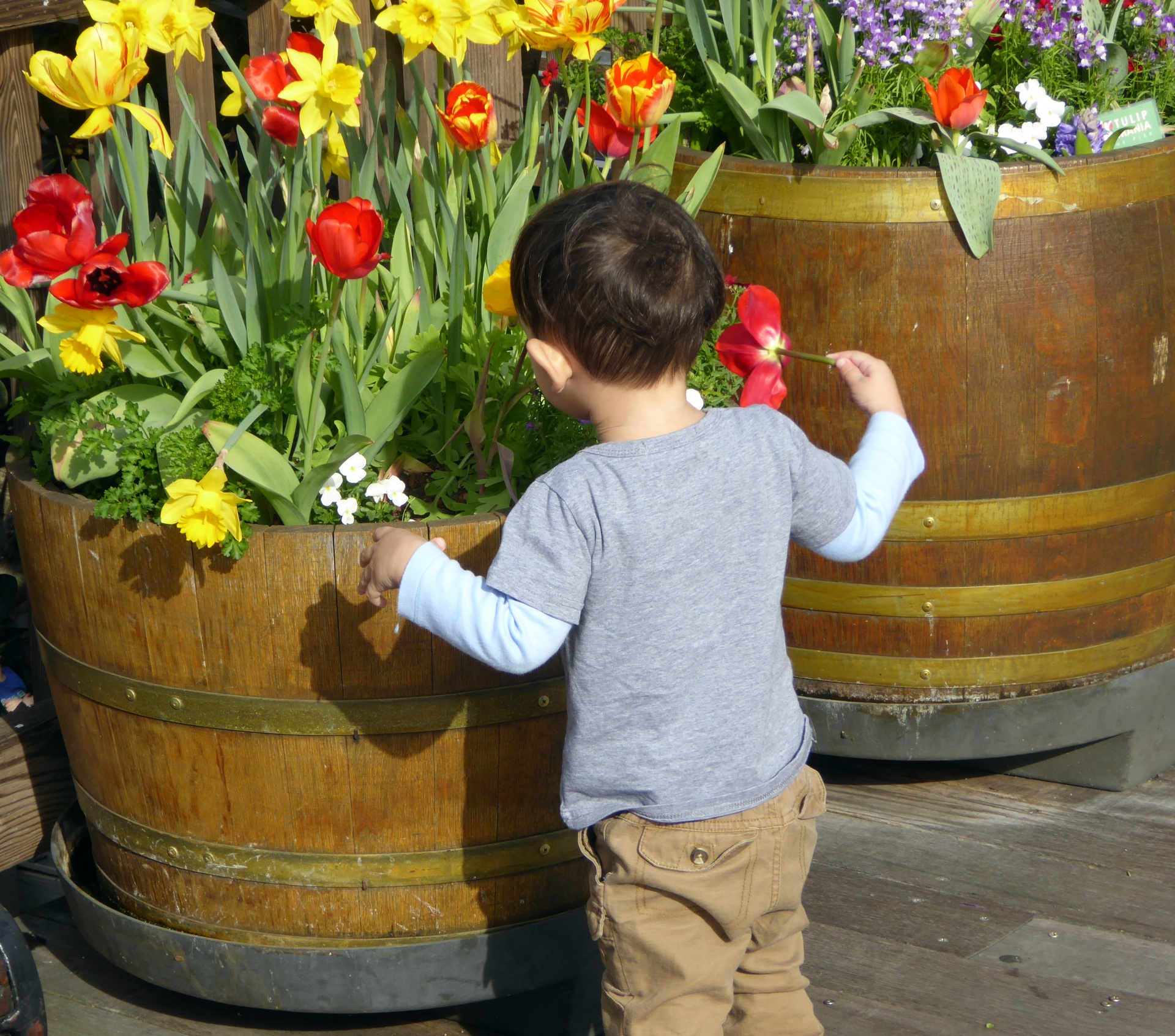 tulips tulip flower free photo