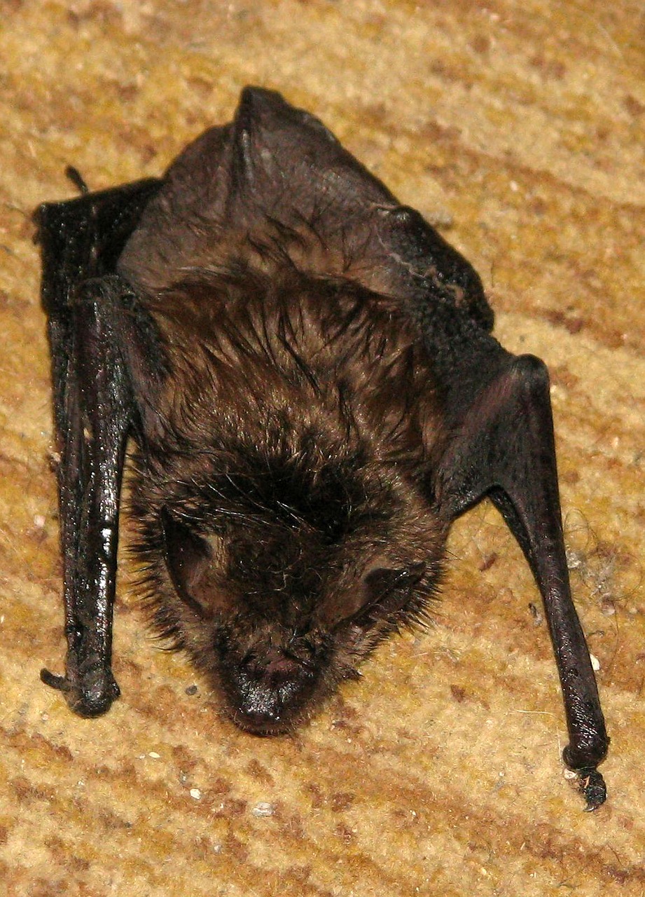little brown bat little brown myotis myotis lucifugus free photo
