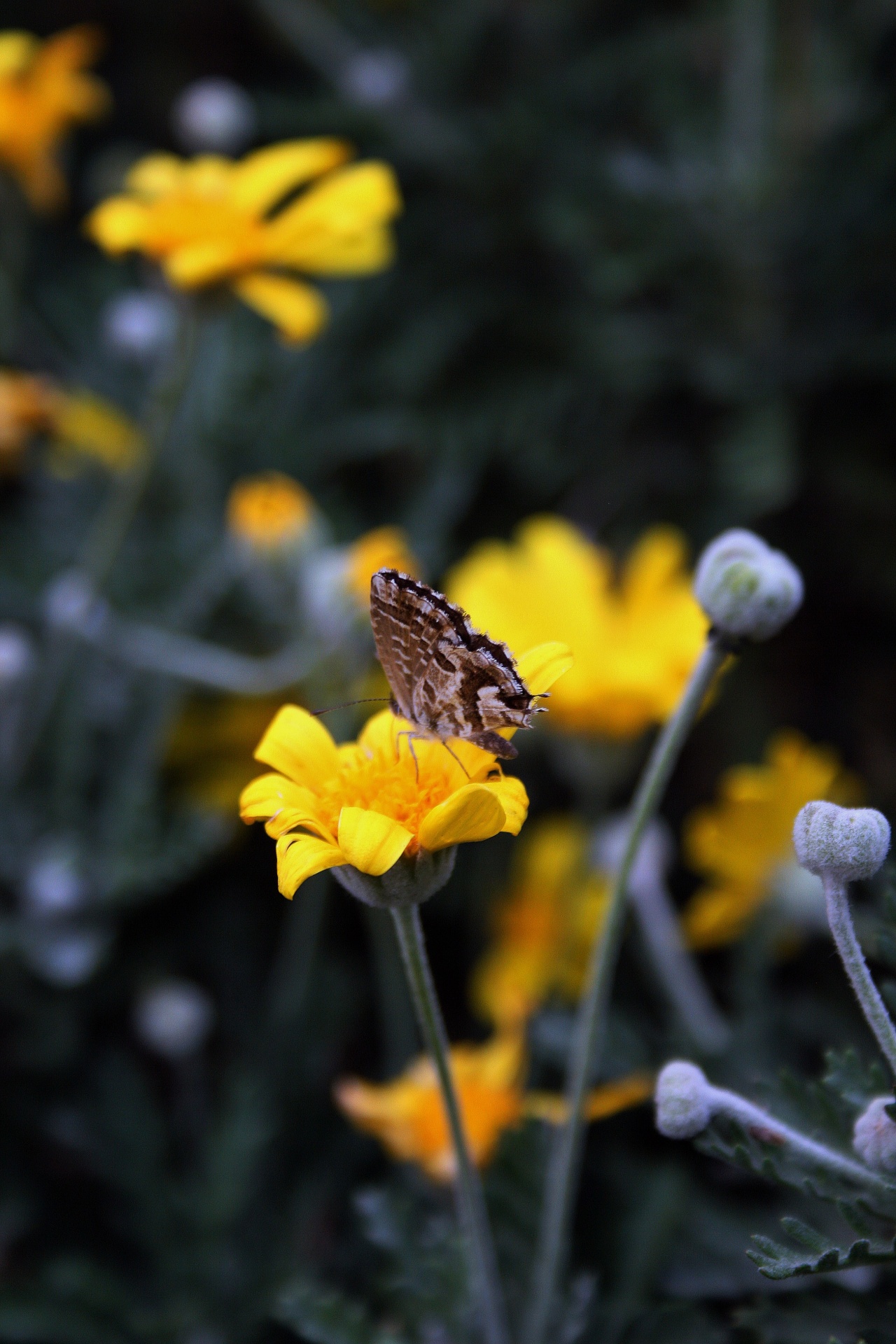 butterfly insect brown free photo