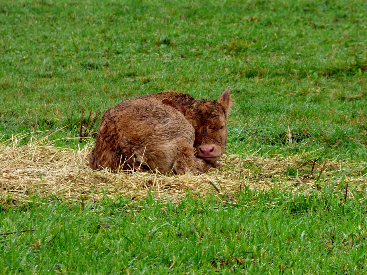 little calf pasture animal free photo