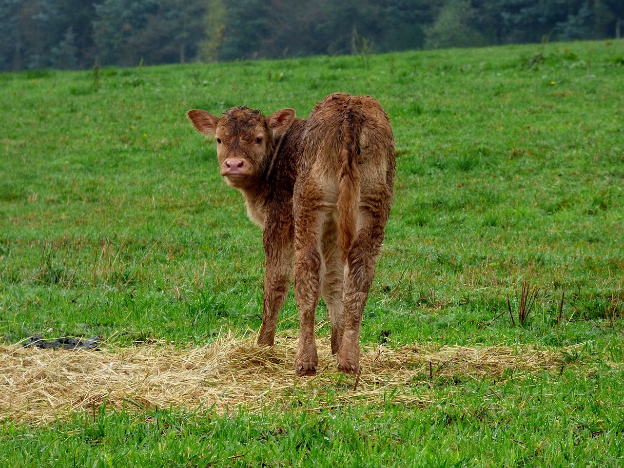little calf pasture animal free photo