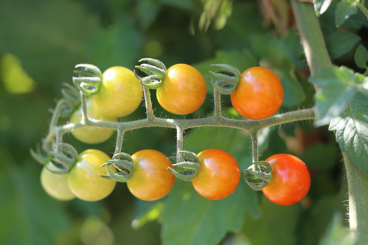 little cherry tomato  vegetables  plant free photo
