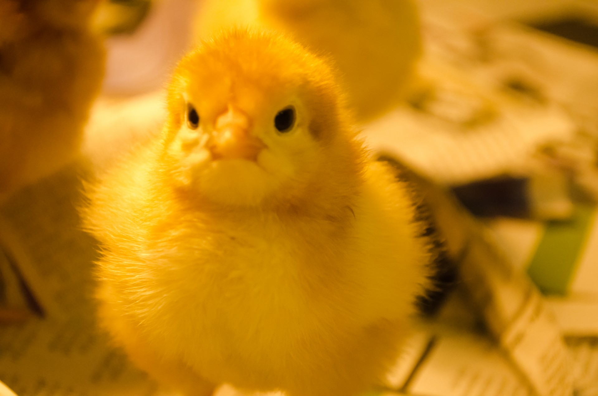 chicken chick feather free photo