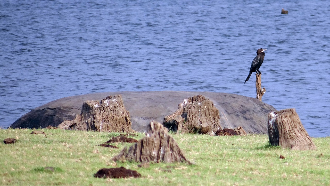 little cormorant cormorant bird free photo