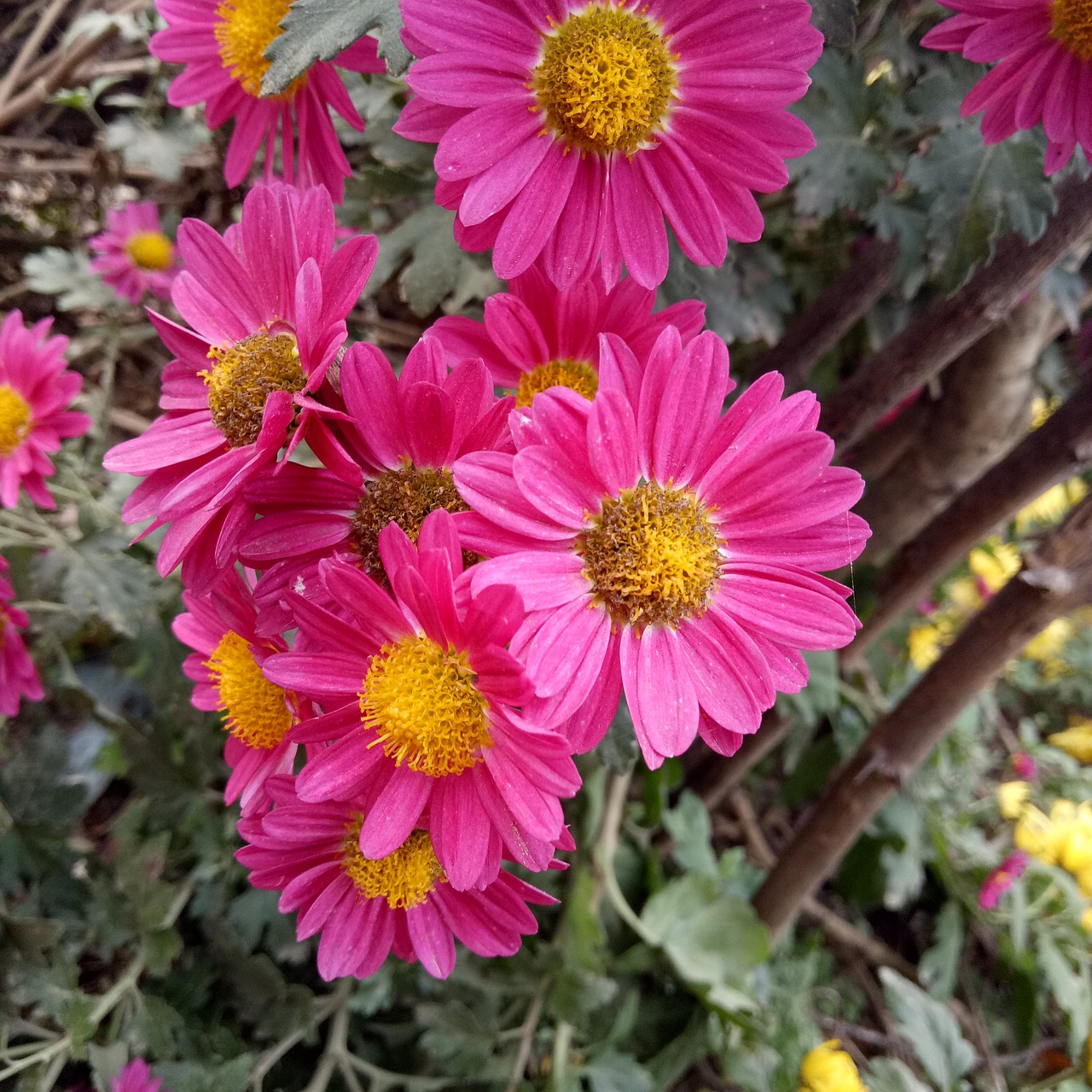 little daisy  red  summer free photo