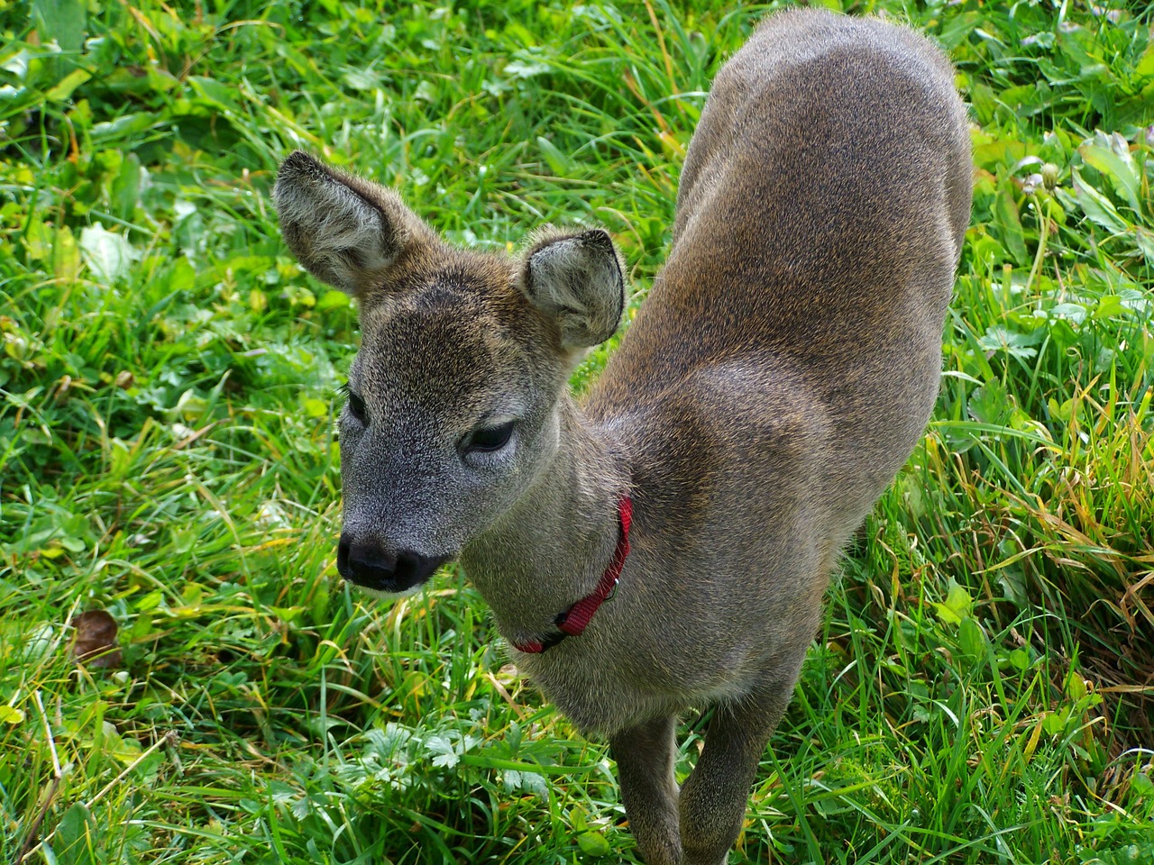 little deer roe deer kid animal free photo