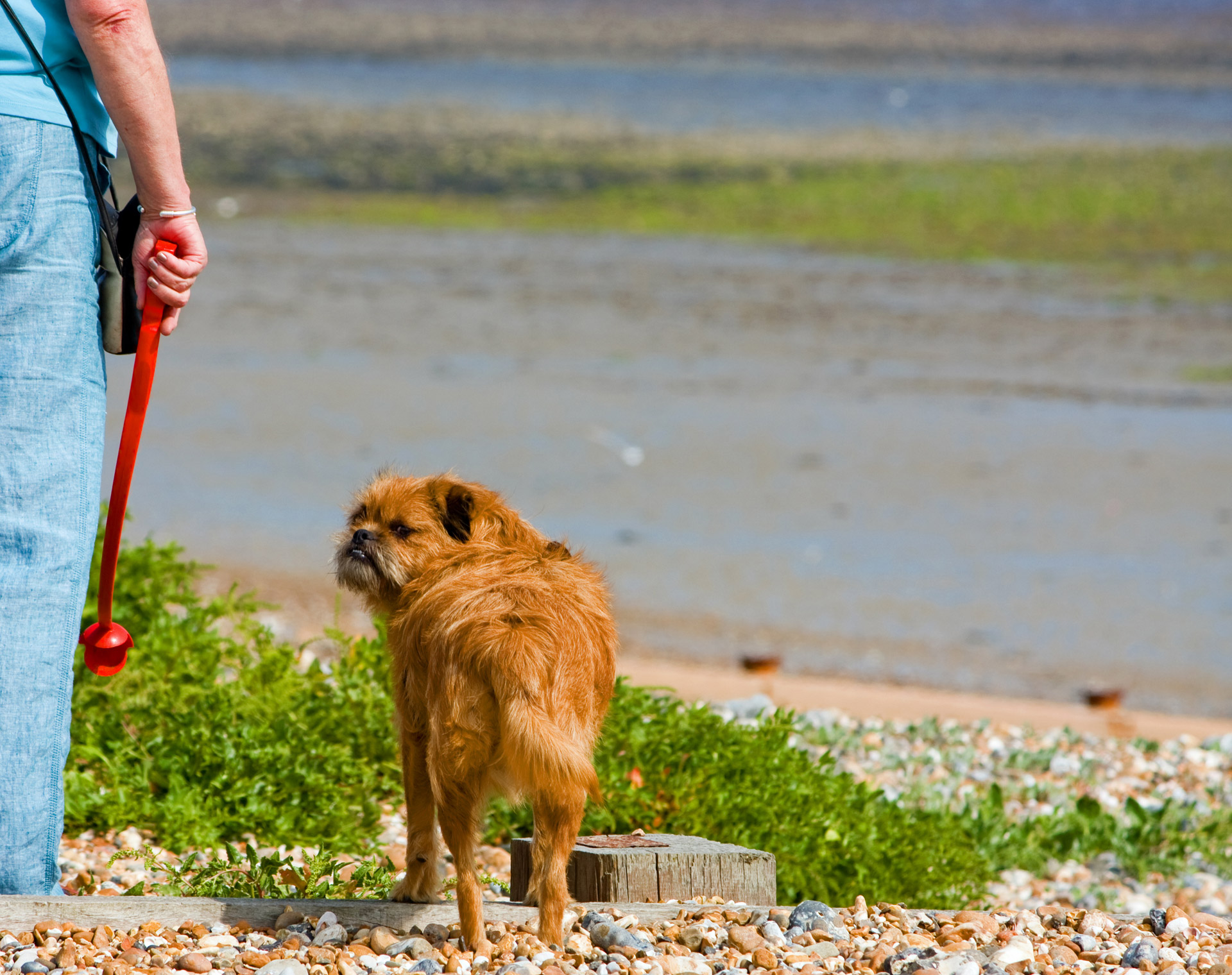 dog canine pet free photo