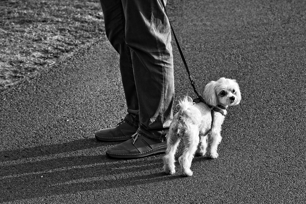 little dog  dog  canine free photo