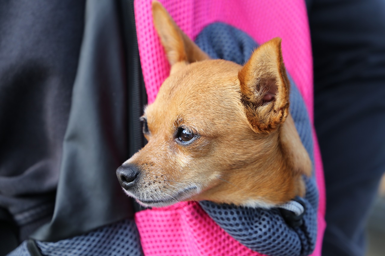 little dog in bag  chihuahua  animal free photo