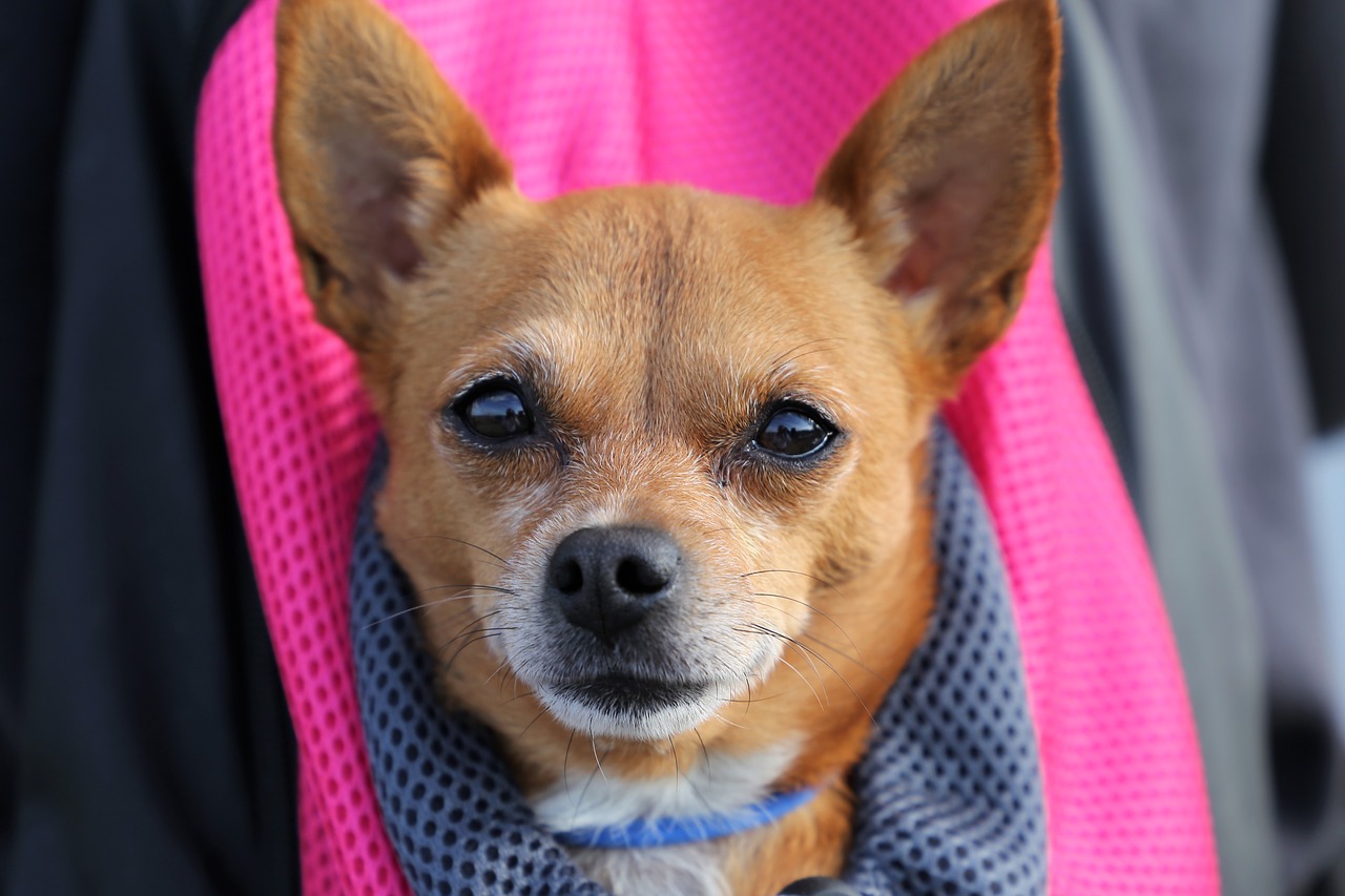 little dog in bag  chihuahua  animal free photo