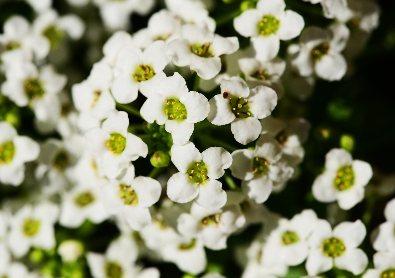 little dorrit alyssum lobularia maritima free photo