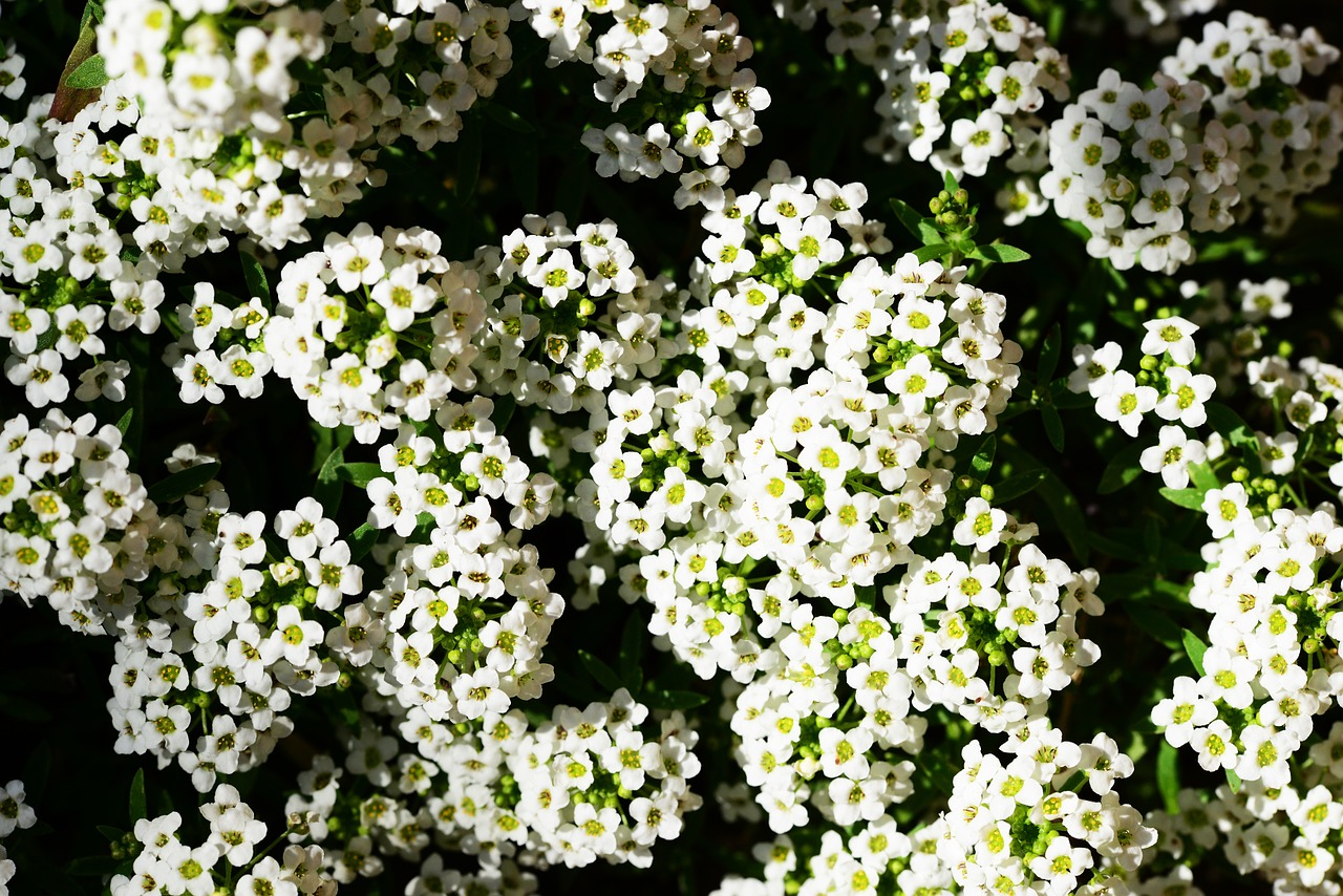 little dorrit alyssum lobularia maritima free photo