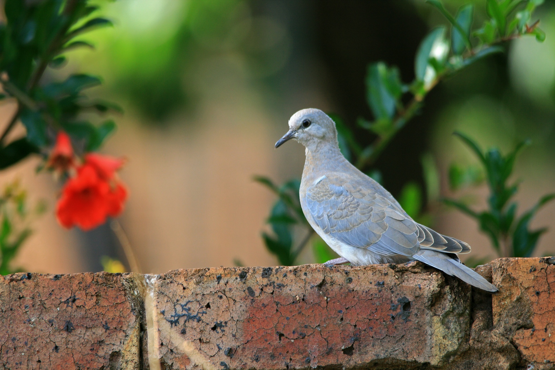 bird avian dove free photo