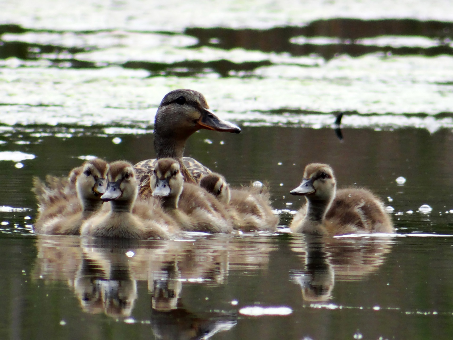 ducklings mommy water free photo