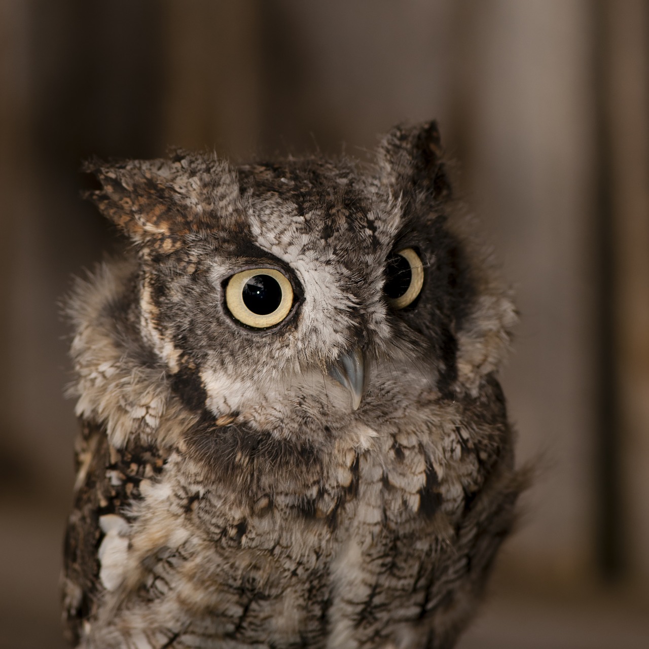 little duke owl raptor free photo