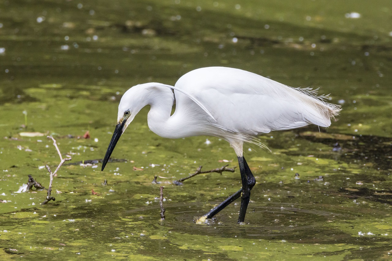 little egret ave bird free photo