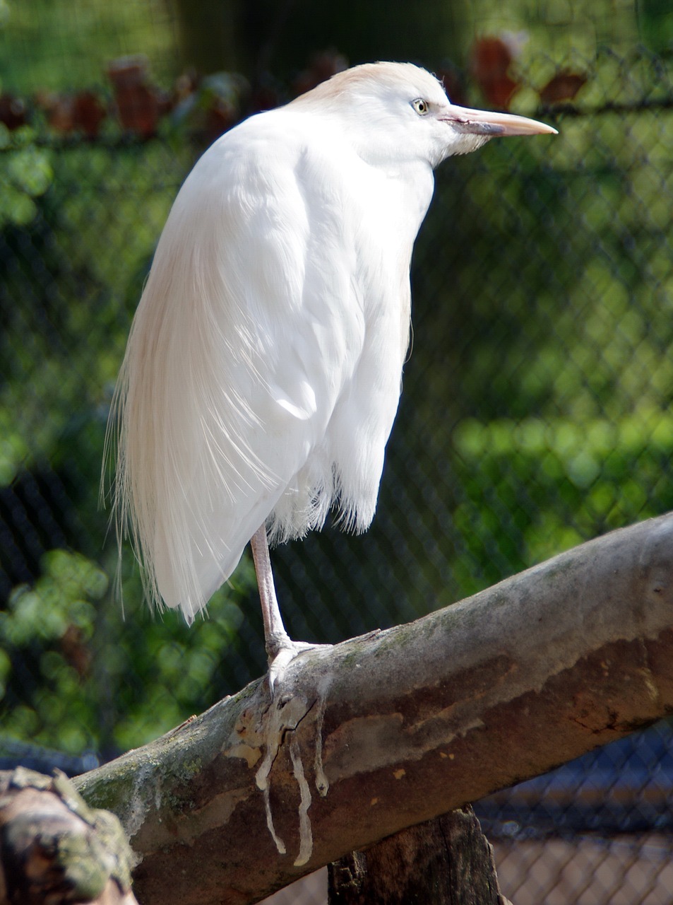 little egret  bird  white heron free photo