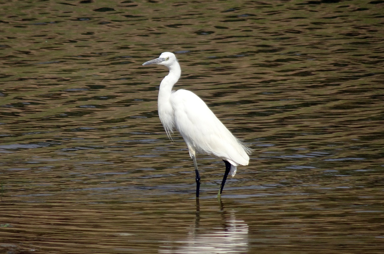 little egret  egretta garzetta  yellow-footed egret free photo