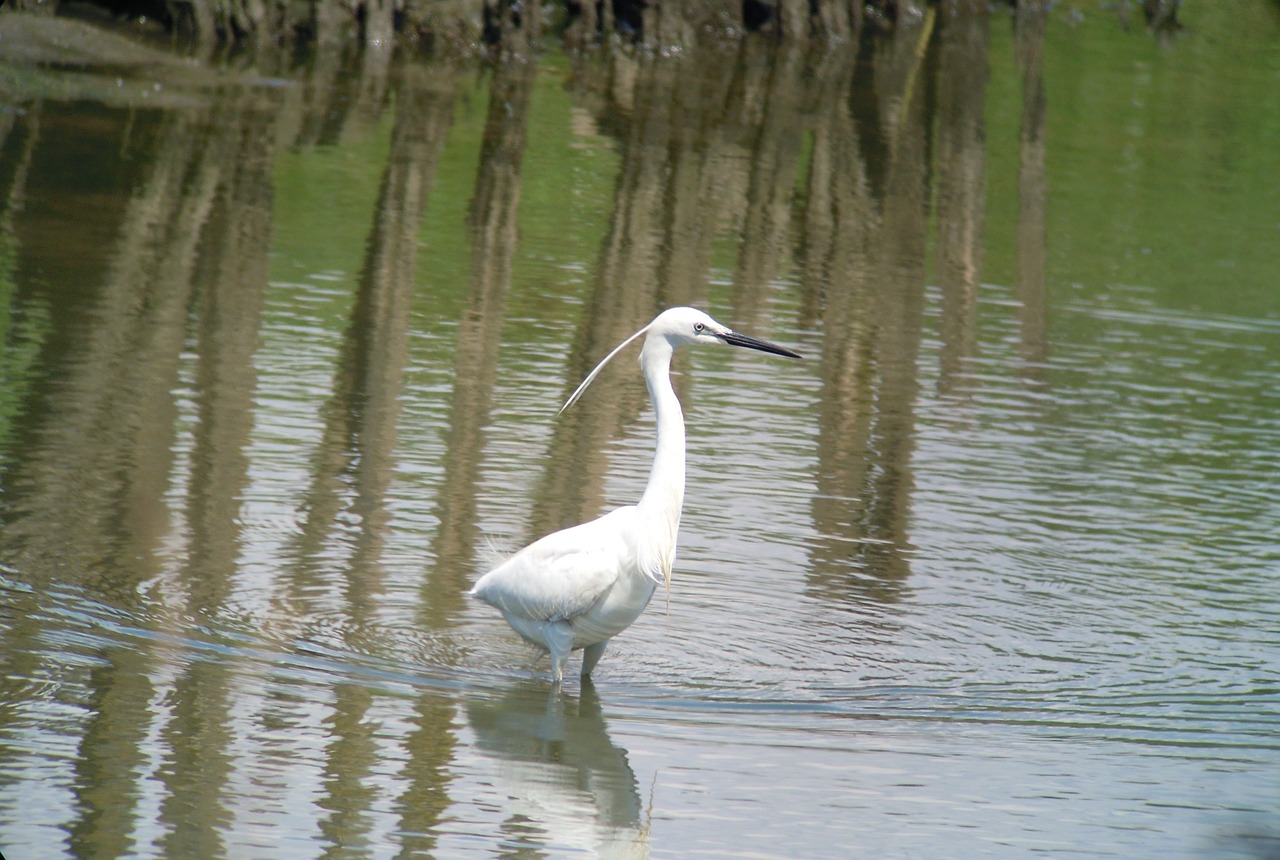 little egret bird water free photo