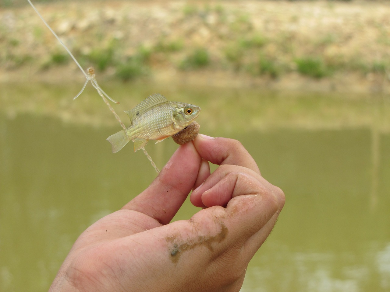 little fish fishery fish hook free photo