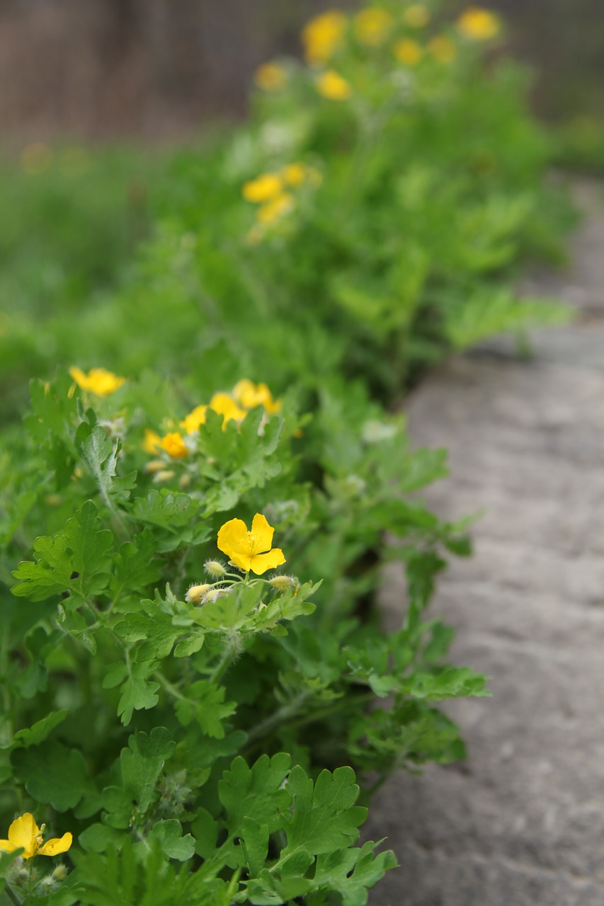 little flower plant green free photo