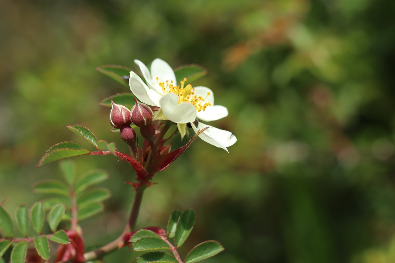 little flower  xie  plant free photo