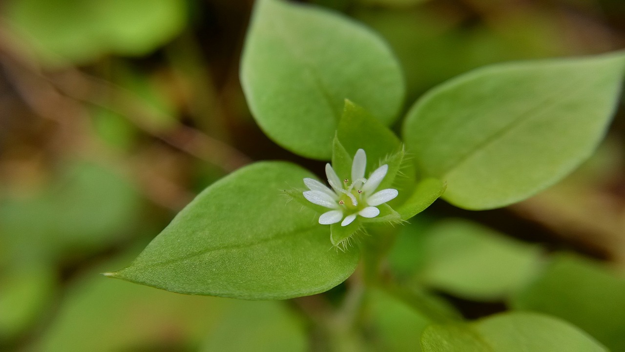 little flower wild flowers fresh free photo