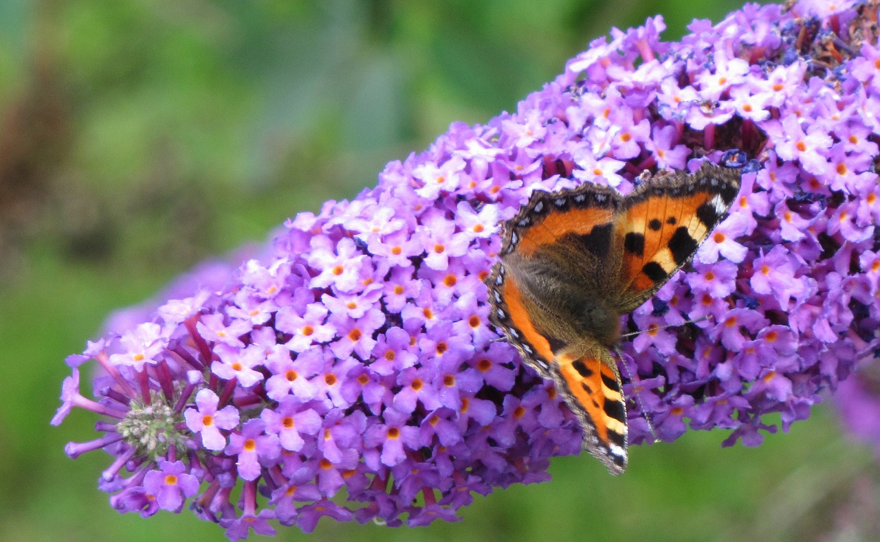 little fox butterfly blossom free photo