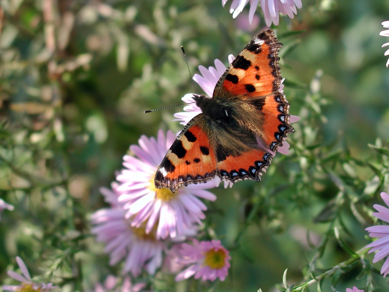 little fox butterfly insect free photo