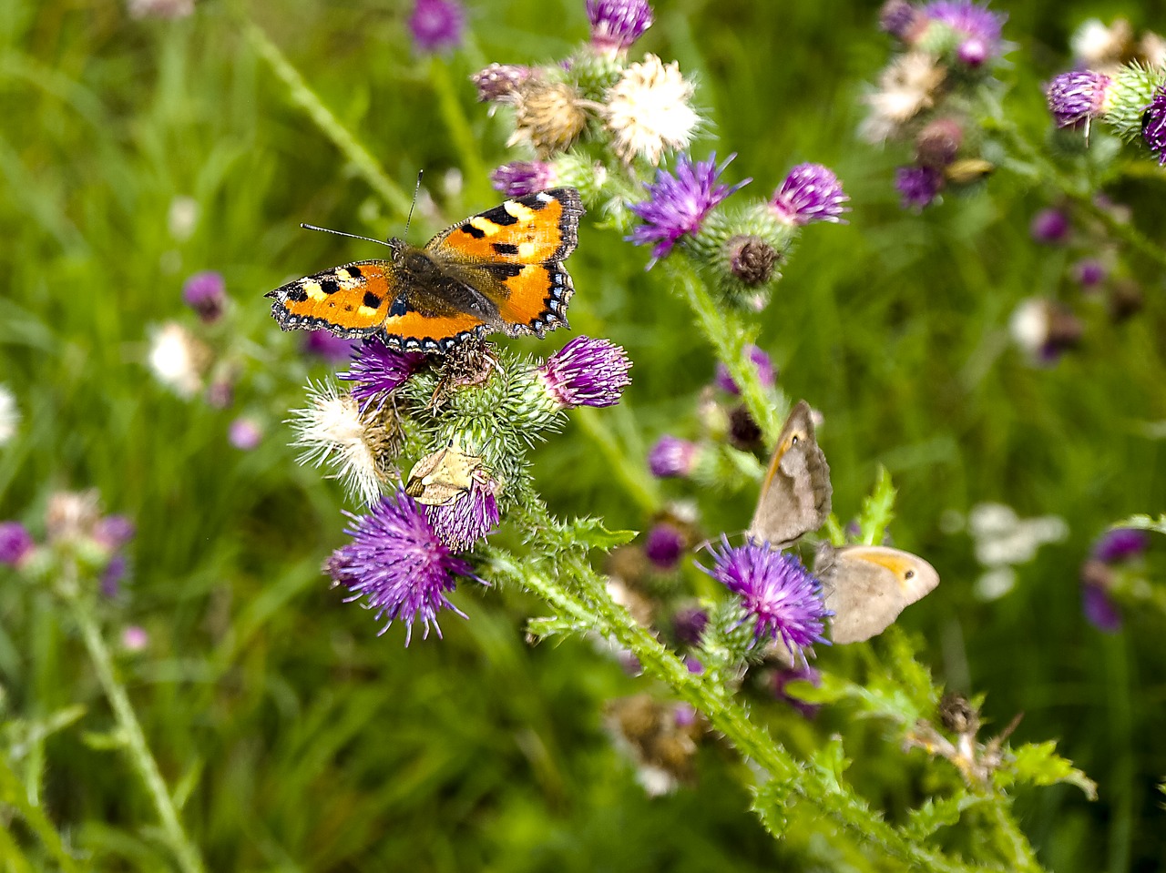 little fox butterfly insect free photo