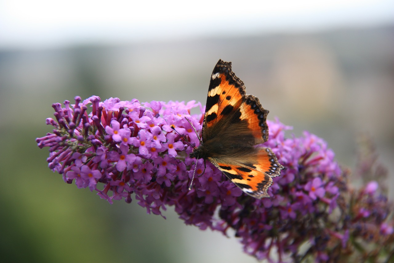 little fox butterfly blossom free photo