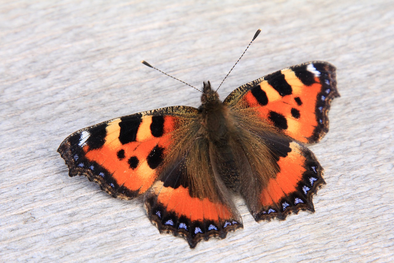 little fox butterfly orange free photo