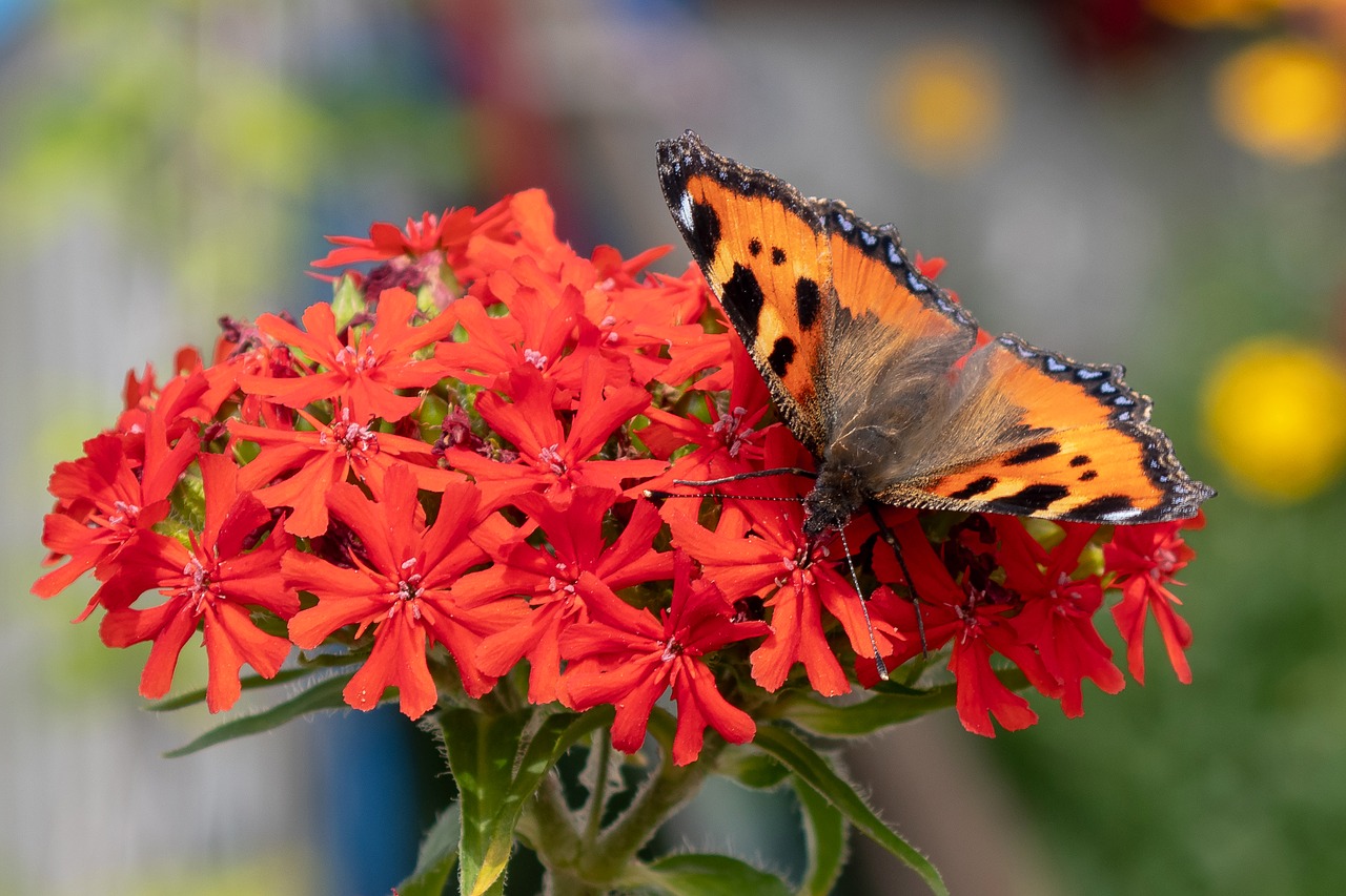 little fox  butterfly  nature free photo