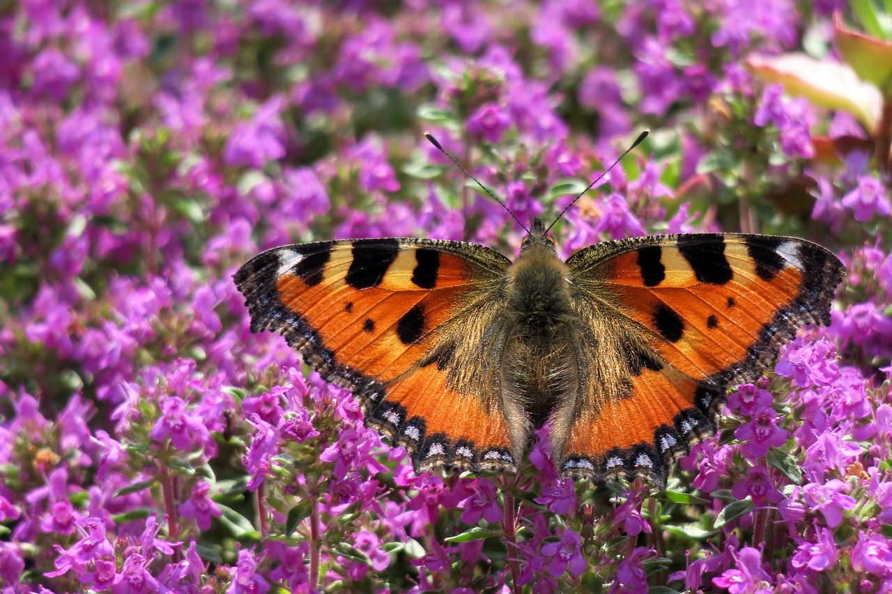 little fox  butterfly  insect free photo