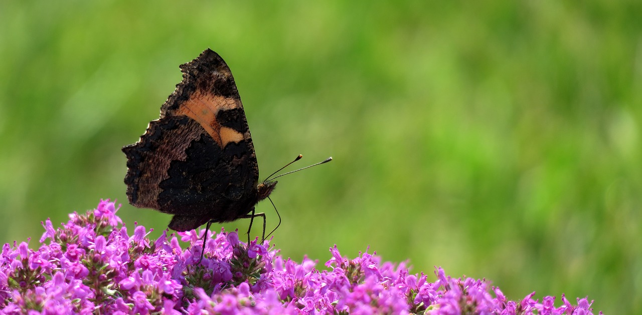 little fox  butterfly  insect free photo