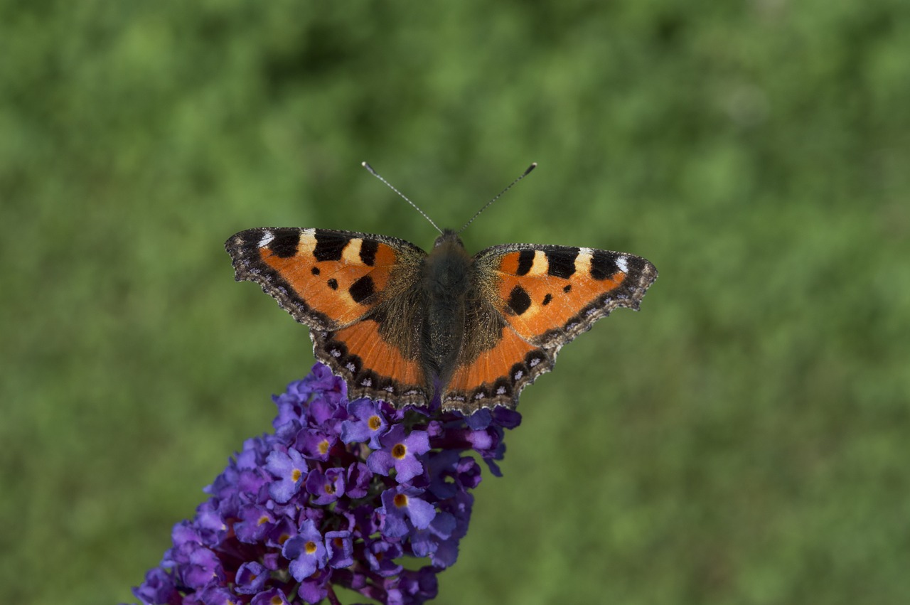 little fox butterfly insect free photo