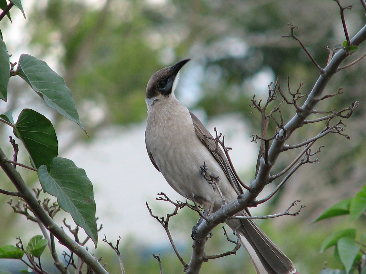 little friarbird birds wildlife free photo