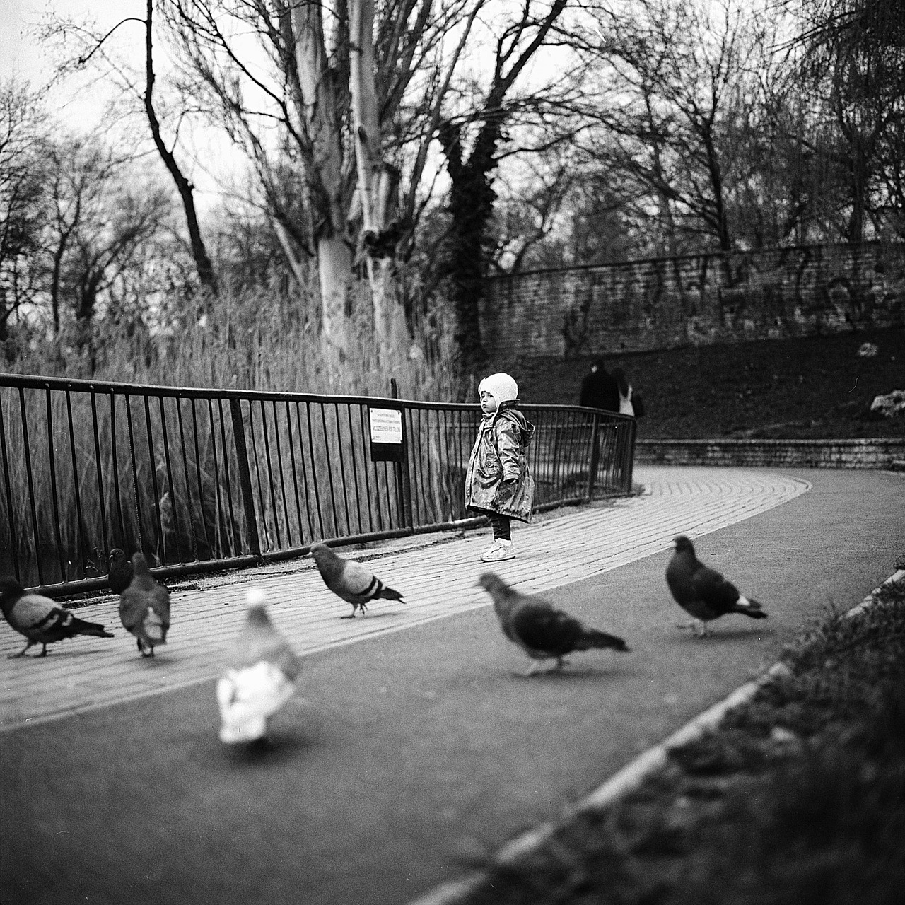 little girl pigeons girl free photo