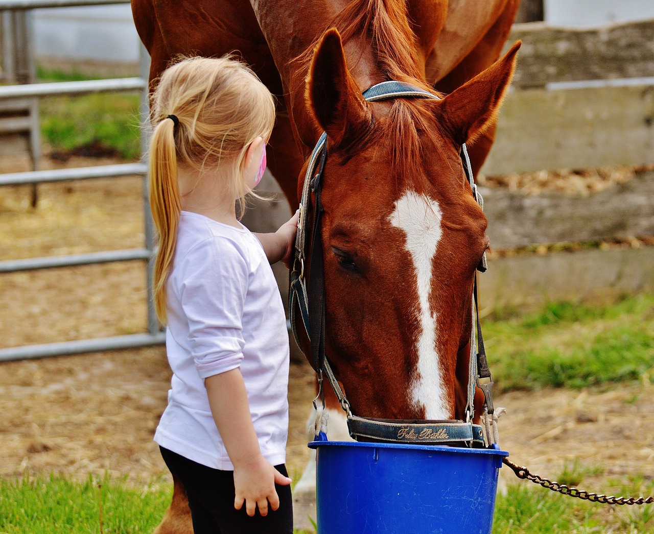 little girl big horse stroke free photo