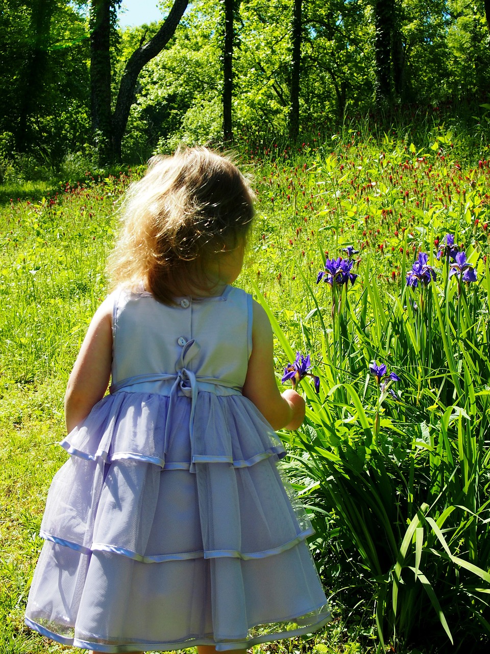 little girl purple dress irises free photo